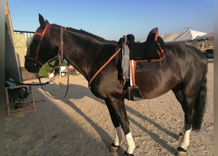 PRE Mix, Stallion, 10 years, 16,1 hh, Black