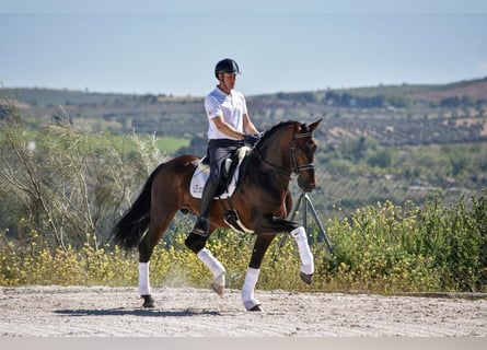 PRE, Stallion, 10 years, 16.1 hh, Brown