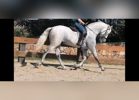 PRE, Stallion, 10 years, 16.1 hh, Gray