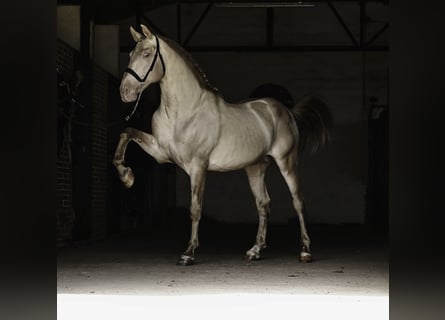 PRE, Stallion, 10 years, 16.1 hh, Perlino