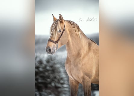 PRE, Stallion, 10 years, 16,2 hh, Pearl