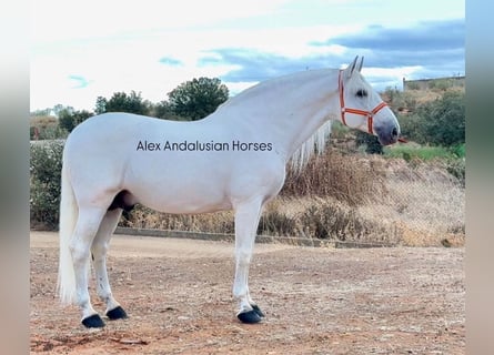 PRE Mix, Stallion, 10 years, 16.3 hh, White