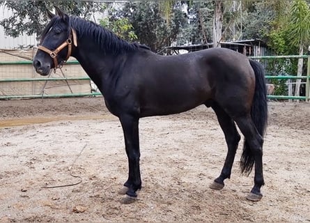 PRE, Stallion, 10 years, 16 hh, Black