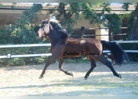 PRE Mix, Stallion, 10 years, 16 hh, Brown