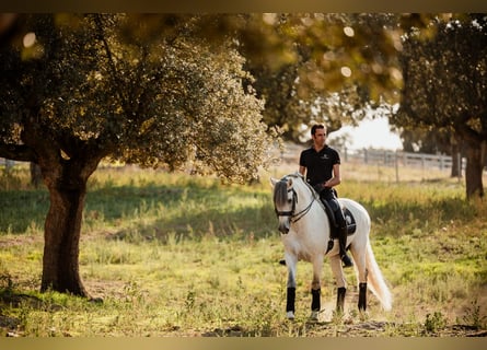 PRE, Stallion, 10 years, 16 hh, Gray