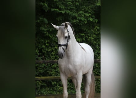 PRE Mix, Stallion, 10 years, 17 hh, Gray
