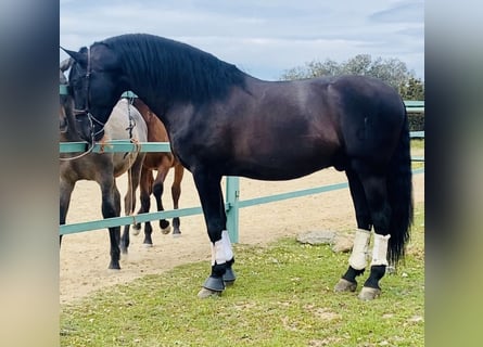 PRE Mix, Stallion, 10 years, 17,2 hh, Black