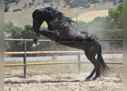 PRE, Stallion, 11 years, 15.2 hh, Black