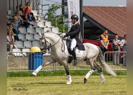 PRE Mix, Stallion, 11 years, 15,2 hh, Gray-Dapple