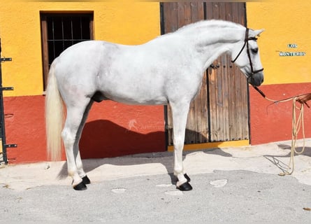 PRE, Stallion, 11 years, 16,1 hh, Gray