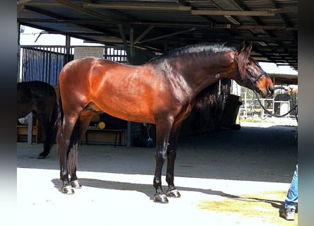 PRE Mix, Stallion, 11 years, 16.2 hh, Bay-Dark