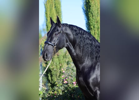 PRE, Stallion, 11 years, 16.2 hh, Black