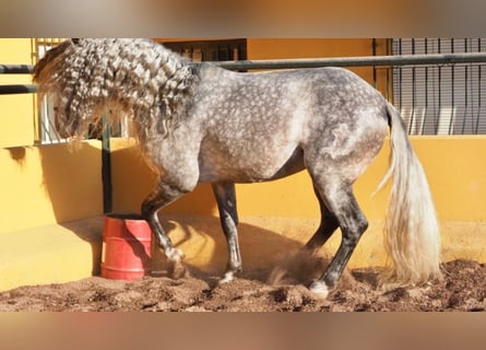 PRE, Stallion, 11 years, 16.2 hh, Gray