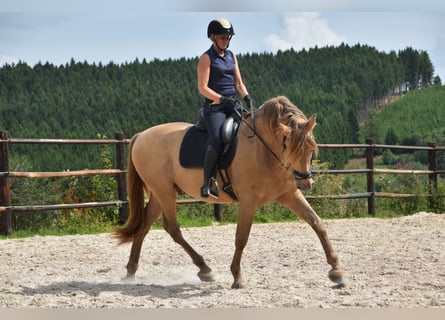 PRE Mix, Stallion, 11 years, 16.2 hh, Pearl