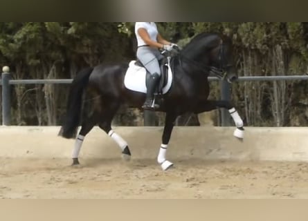 PRE, Stallion, 11 years, 16 hh, Bay-Dark