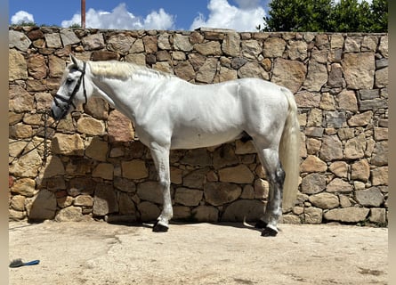 PRE Mix, Stallion, 11 years, 16,1 hh, Gray