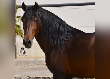 PRE Mix, Stallion, 12 years, 15.3 hh, Brown