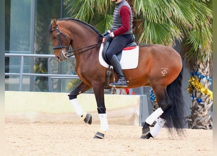 PRE Mix, Stallion, 12 years, 16,1 hh, Brown