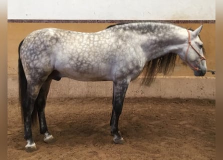 PRE, Stallion, 12 years, 16.1 hh, Gray-Dapple