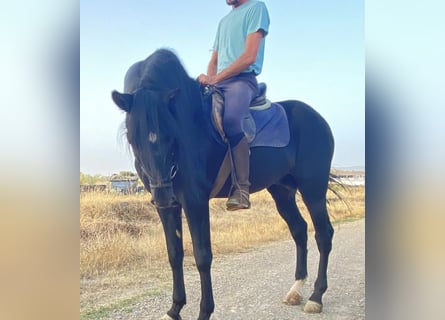 PRE Mix, Stallion, 12 years, 16 hh, Black