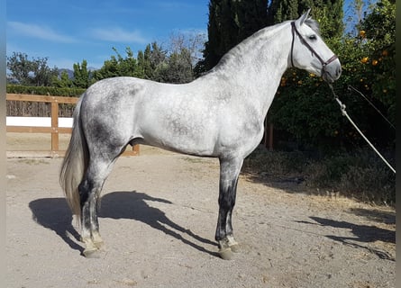PRE, Stallion, 12 years, 16 hh, Gray-Dapple