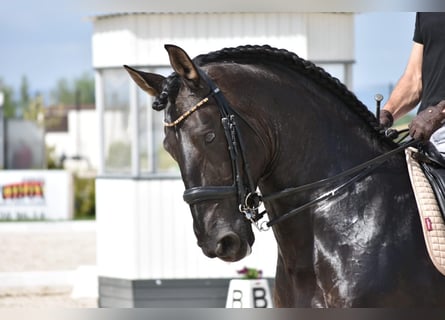 PRE, Stallion, 12 years, 16,1 hh, Black