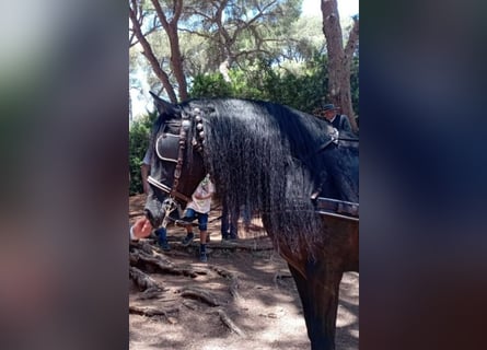 PRE, Stallion, 12 years, 17 hh, Black