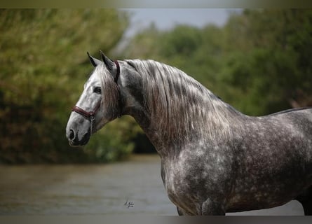 PRE Mix, Stallion, 12 years, Grey