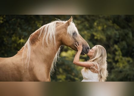 PRE Mix, Stallion, 13 years, 16.1 hh, Palomino