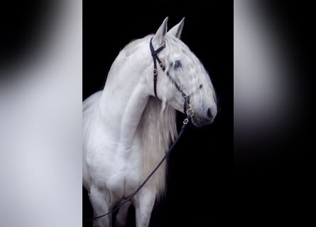 PRE, Stallion, 13 years, 16 hh, Grey
