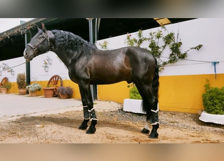 PRE Mix, Stallion, 13 years, 16,1 hh, Black