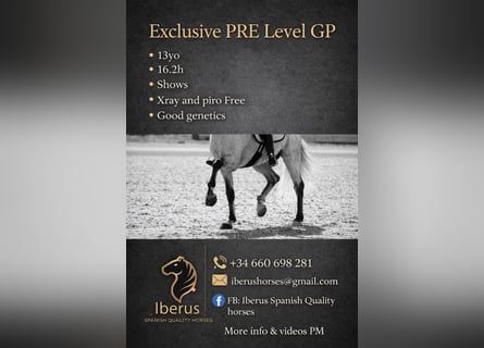 PRE Mix, Stallion, 13 years, 16,2 hh, Grey