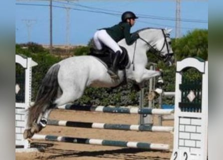 PRE Mix, Stallion, 13 years, 17 hh, Gray