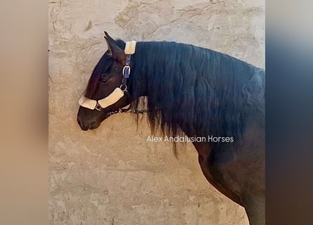 PRE Mix, Stallion, 14 years, 15,2 hh, Black