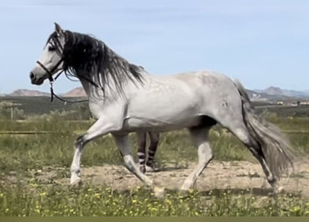 PRE, Stallion, 14 years, 15 hh, Gray