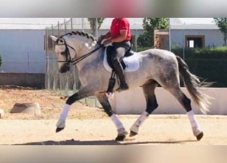 PRE, Stallion, 14 years, 16,2 hh, Gray
