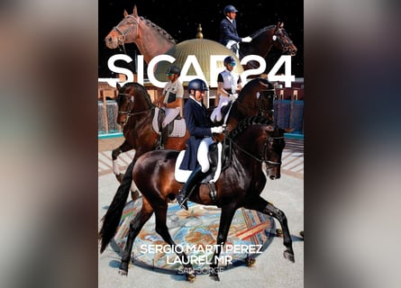 PRE, Stallion, 14 years, 17,2 hh, Bay-Dark