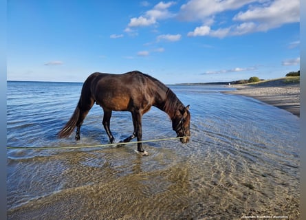 PRE Mix, Stallion, 15 years, 15,2 hh, Dun