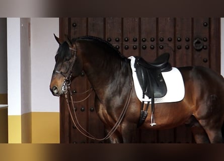 PRE Mix, Stallion, 15 years, 15,3 hh, Brown