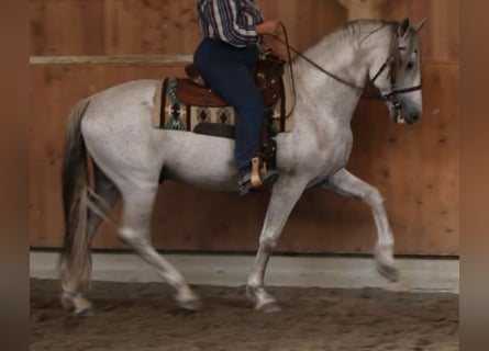 PRE, Stallion, 16 years, 16 hh, Gray-Fleabitten