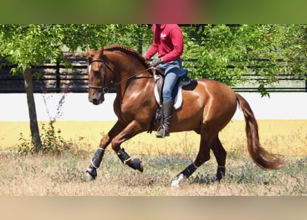 PRE, Stallion, 17 years, 15.2 hh, Chestnut