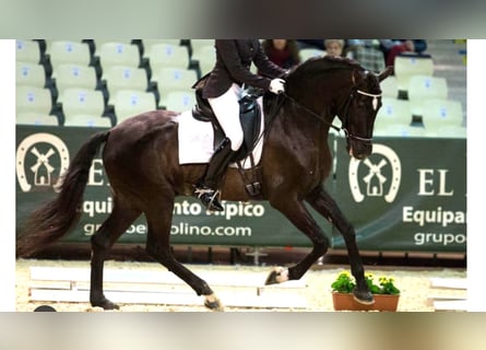 PRE, Stallion, 17 years, 15,1 hh, Black