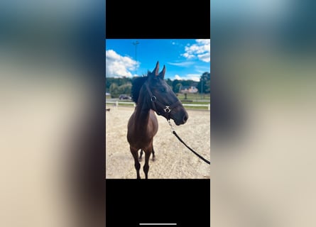 PRE Mix, Stallion, 1 year, 13.2 hh, Bay-Dark