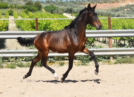 PRE Mix, Stallion, 1 year, 13,2 hh, Bay-Dark