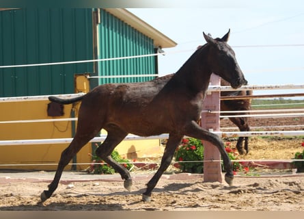 PRE, Stallion, 1 year, 14,1 hh, Black