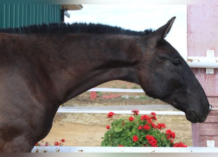 PRE, Stallion, 1 year, 14.2 hh, Black