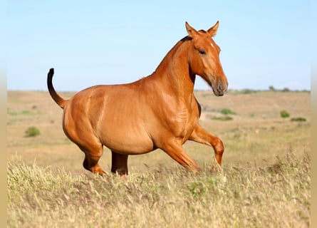 PRE Mix, Stallion, 1 year, 14,2 hh, Chestnut-Red