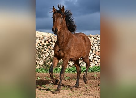 PRE Mix, Stallion, 1 year, 14,3 hh, Brown