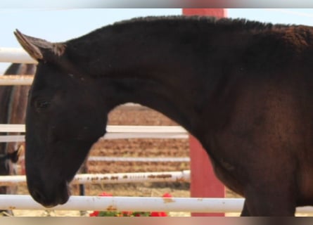 PRE, Stallion, 1 year, 15,1 hh