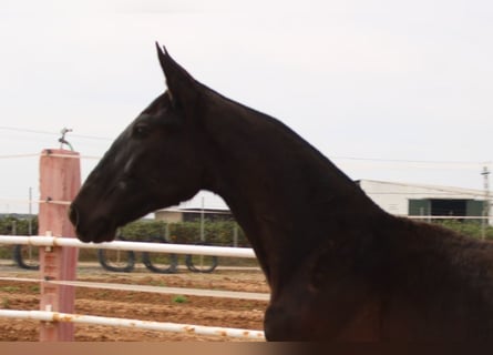 PRE, Stallion, 1 year, 15,1 hh